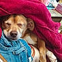 dog, blanket, sleeping, denim, rest, cozy, paw, indoor, furniture, bottle, relaxation, brown, white, snuggling, fabric, comfort, peaceful, home, animal, pet