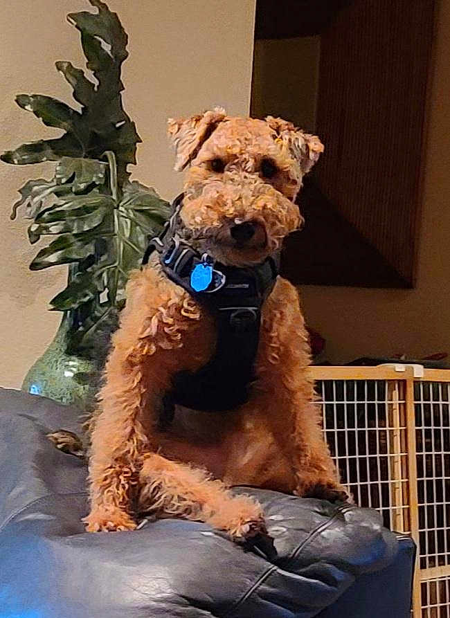 Rufus