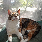 Win joined the competition — help win amazing prizes! cat, calico_cat, pet, feline, animal, indoor, window, sunlight, resting, blanket, fur, whiskers, paw, relaxed, domestic_cat, cute, mammal, looking_up, house, screen