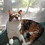 cat, calico_cat, pet, feline, animal, indoor, window, sunlight, resting, blanket, fur, whiskers, paw, relaxed, domestic_cat, cute, mammal, looking_up, house, screen