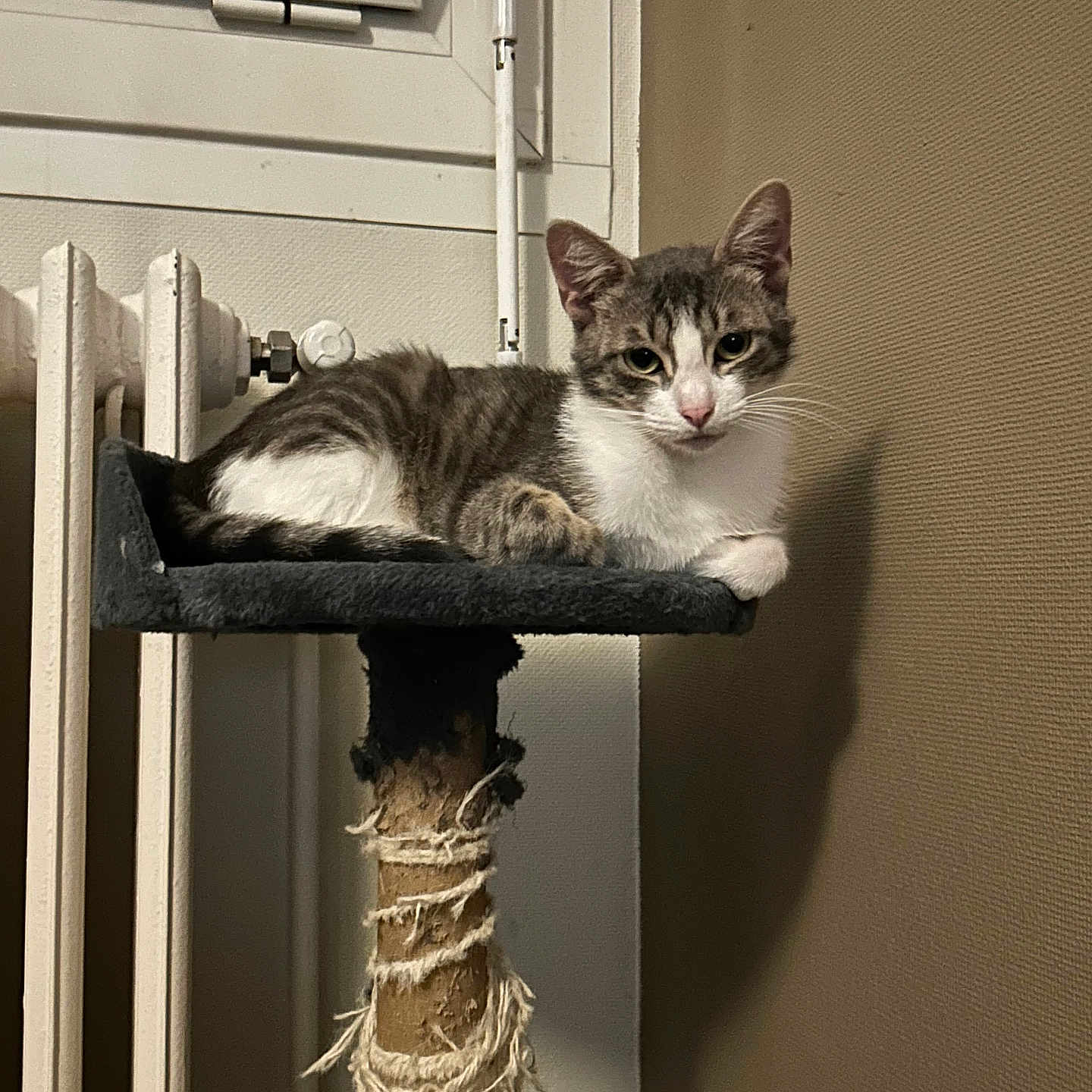 Moon participe au concours pour gagner de l'argent avec cette photo : abyssinian, angora, animal, cat, closet, cupboard, desk, egyptiancat, furniture, hardwood, indoors, kitten, manx, pet, plywood, shelf, table, window, windowsill, wood