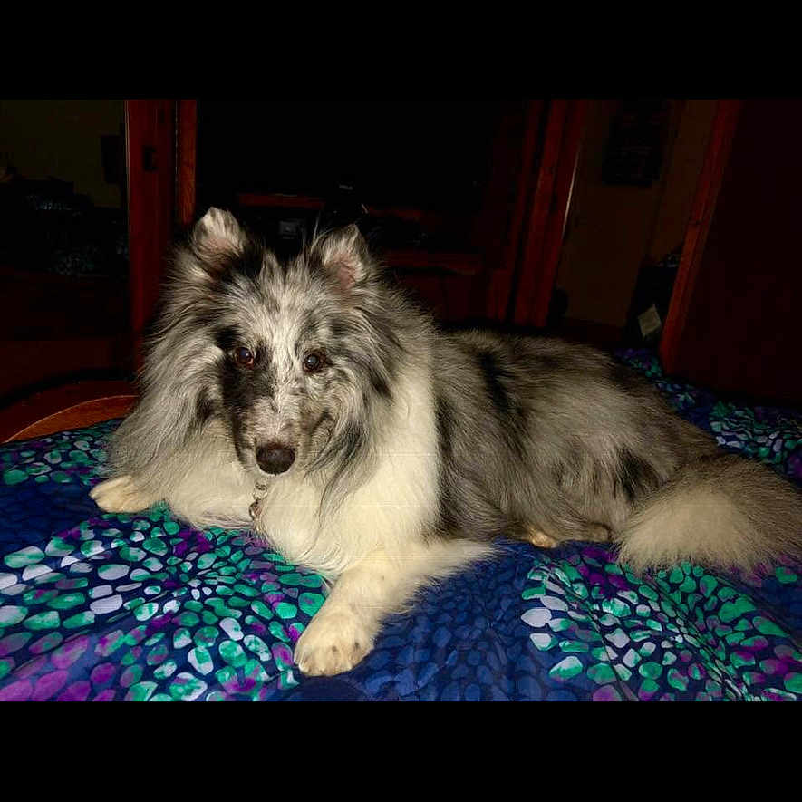 Jersey Girl is registered to the contest to win money with this photo: animal, bed, blanket, canine, comfort, cozy, curious, cute, dog, domestic, fluffy, fur, grey, house, indoor, lying_down, pet, resting, speckled, white