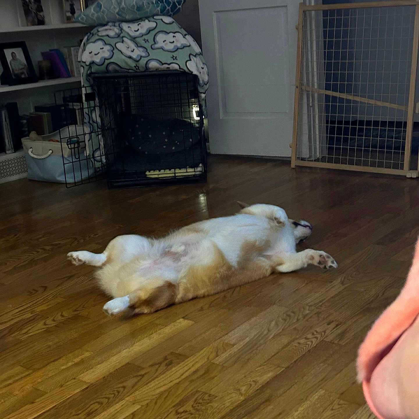 Mr.biggs is registered to the contest to win money with this photo: animal, baby_gate, blanket, cozy, dog, dog_crate, door, floor, furniture, home, indoor, lying_down, pet, photography, pillow, relaxation, resting, room, shelving, wooden_floor