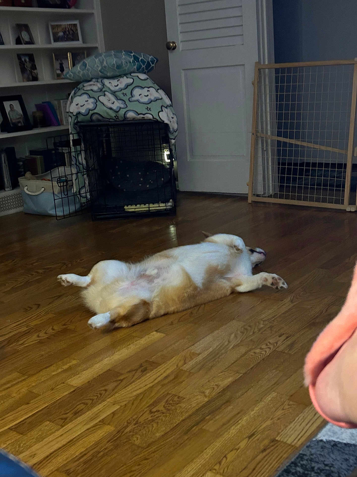 Mr.biggs is registered to the contest to win money with this photo: dog, lying_down, wooden_floor, dog_crate, blanket, pillow, baby_gate, indoor, home, cozy, pet, resting, floor, furniture, door, shelving, photography, relaxation, room, animal