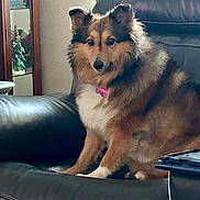 Paislee is registered to the contest to win money with this photo: dog, shetland_sheepdog, pet, indoor, couch, leather, collar, tag, fur, brown, white, ears, face, animal, canine, household, furniture, sitting, looking, domestic