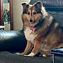 dog, shetland_sheepdog, pet, indoor, couch, leather, collar, tag, fur, brown, white, ears, face, animal, canine, household, furniture, sitting, looking, domestic