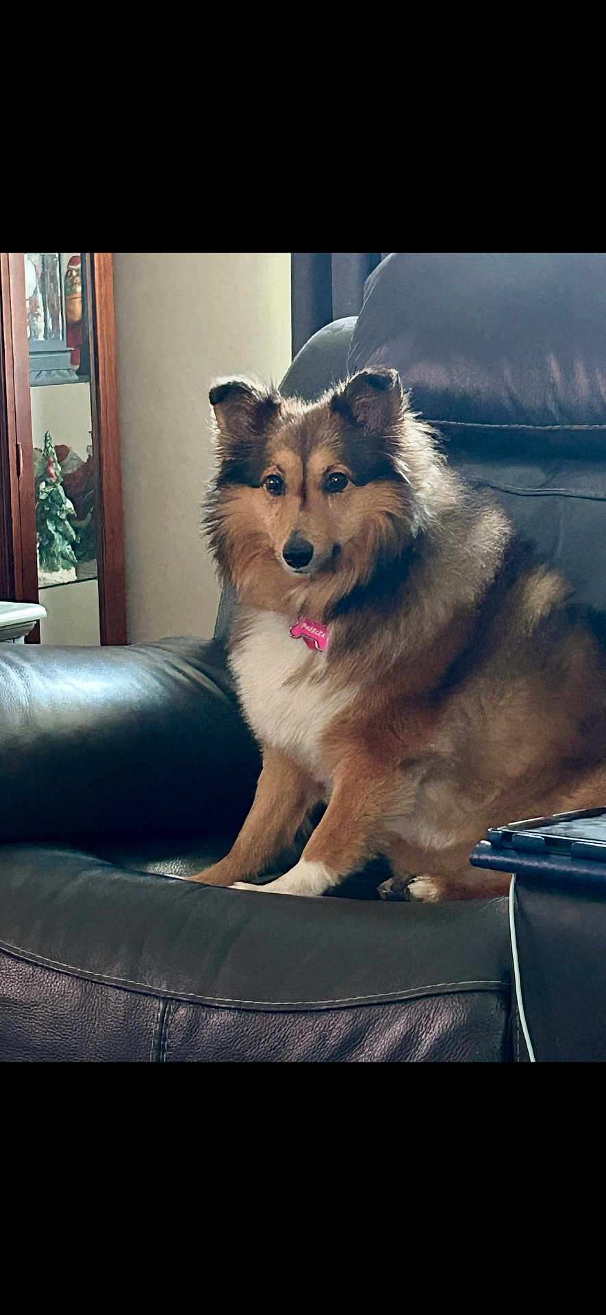 Paislee is registered to the contest to win money with this photo: dog, shetland_sheepdog, pet, indoor, couch, leather, collar, tag, fur, brown, white, ears, face, animal, canine, household, furniture, sitting, looking, domestic