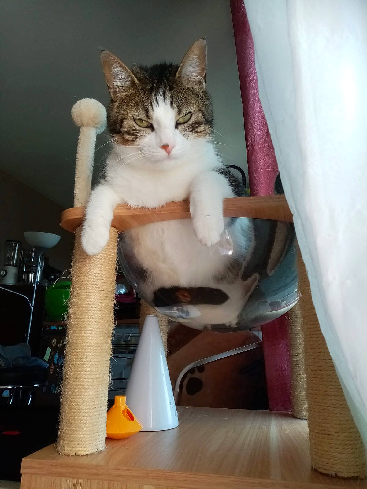 Api participe au concours pour gagner de l'argent avec cette photo : carnivore, cat, chair, comfort, curtain, domestic_short_haired_cat, fawn, felidae, flooring, fur, hardwood, human_leg, lap, paw, room, sitting, small_to_medium_sized_cats, tail, whiskers, wood