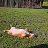 Tinkerbelle is registered to the contest to win money with this photo: animal, canine, collar, dog, field, grass, greenery, happy, nature, outdoor, pet, playful, relaxation, resting, rural, rust, shed, summer, sunlight, sunny