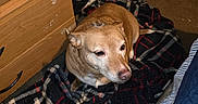 Tinkerbelle is registered to the contest to win money with this photo: bed, bedding, blanket, brown_dog, calm, carpet, cozy, cubby_shelf, dog, domestic, drawer, floor, household_items, indoor, pet, plaid, relaxed, resting, striped, wooden_furniture