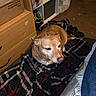 bed, bedding, blanket, brown_dog, calm, carpet, cozy, cubby_shelf, dog, domestic, drawer, floor, household_items, indoor, pet, plaid, relaxed, resting, striped, wooden_furniture