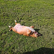 Tinkerbelle is registered to the contest to win money with this photo: dog, grass, outdoor, sunlight, happy, pet, canine, mowed_lawn, greenery, playful, animal, summer, nature, relaxing, cheerful, tongue_out, fur, daytime, backyard, joyful