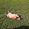 dog, grass, outdoor, sunlight, happy, pet, canine, mowed_lawn, greenery, playful, animal, summer, nature, relaxing, cheerful, tongue_out, fur, daytime, backyard, joyful