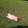 Tinkerbelle is registered to the contest to win money with this photo: animal, canine, collar, daylight, dog, field, fur, grass, greenery, happy, lying_down, mammal, nature, outdoor, pet, playful, relaxing, resting, summer, sunlight
