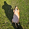 animal, canine, casual, daytime, dog, foot, fur, grass, human_shadow, lying_down, nature, outdoor, paw, pet, playful, relaxed, shadow, summer, sunlight, sunny