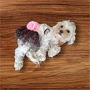 Lexi is registered to the contest to win money with this photo: dog, white_dog, pet, cute, outfit, pom_pom, wooden_floor, small_dog, fur, lying_down, looking_up, curious, indoor, animal, companion, domestic_animal, adorable, fluffy, canine, playful