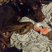 Bud is registered to the contest to win money with this photo: animal, blanket, brown_dog, canine, carpet, chewed_toy, dog, domestic_animal, ear, fur, indoor, looking, lying_down, paw, pet, relaxed, resting, rope_toy, snout, toy