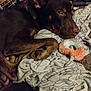 animal, blanket, brown_dog, canine, carpet, chewed_toy, dog, domestic_animal, ear, fur, indoor, looking, lying_down, paw, pet, relaxed, resting, rope_toy, snout, toy