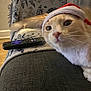 cat, santa_hat, couch, remote_control, blanket, indoor, pet, feline, whiskers, closeup, orange_cat, domestic_cat, fur, curious, relaxed, household, living_room, holiday, cozy, face