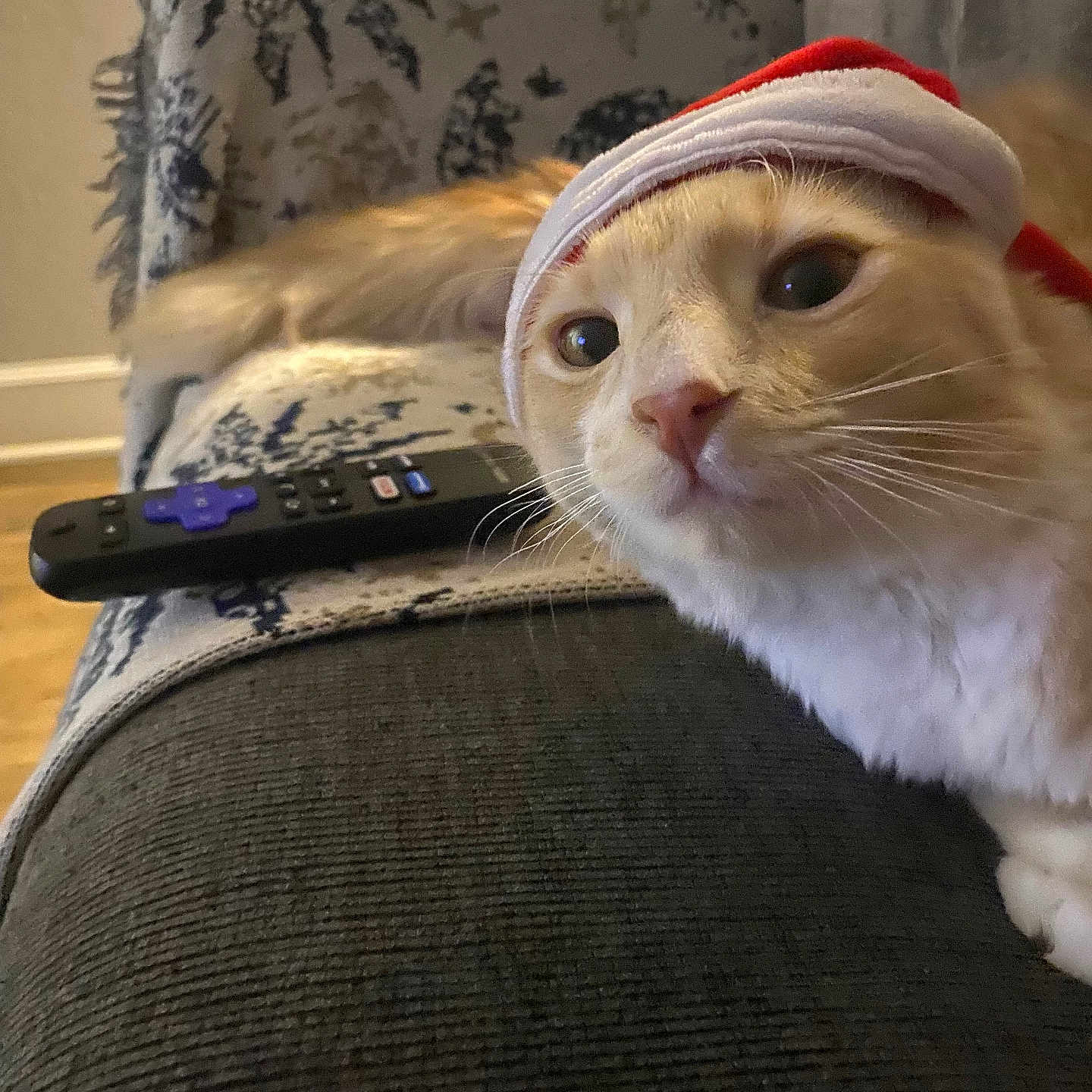 Peqeñio is registered to the contest to win money with this photo: blanket, cat, closeup, couch, cozy, curious, domestic_cat, face, feline, fur, holiday, household, indoor, living_room, orange_cat, pet, relaxed, remote_control, santa_hat, whiskers