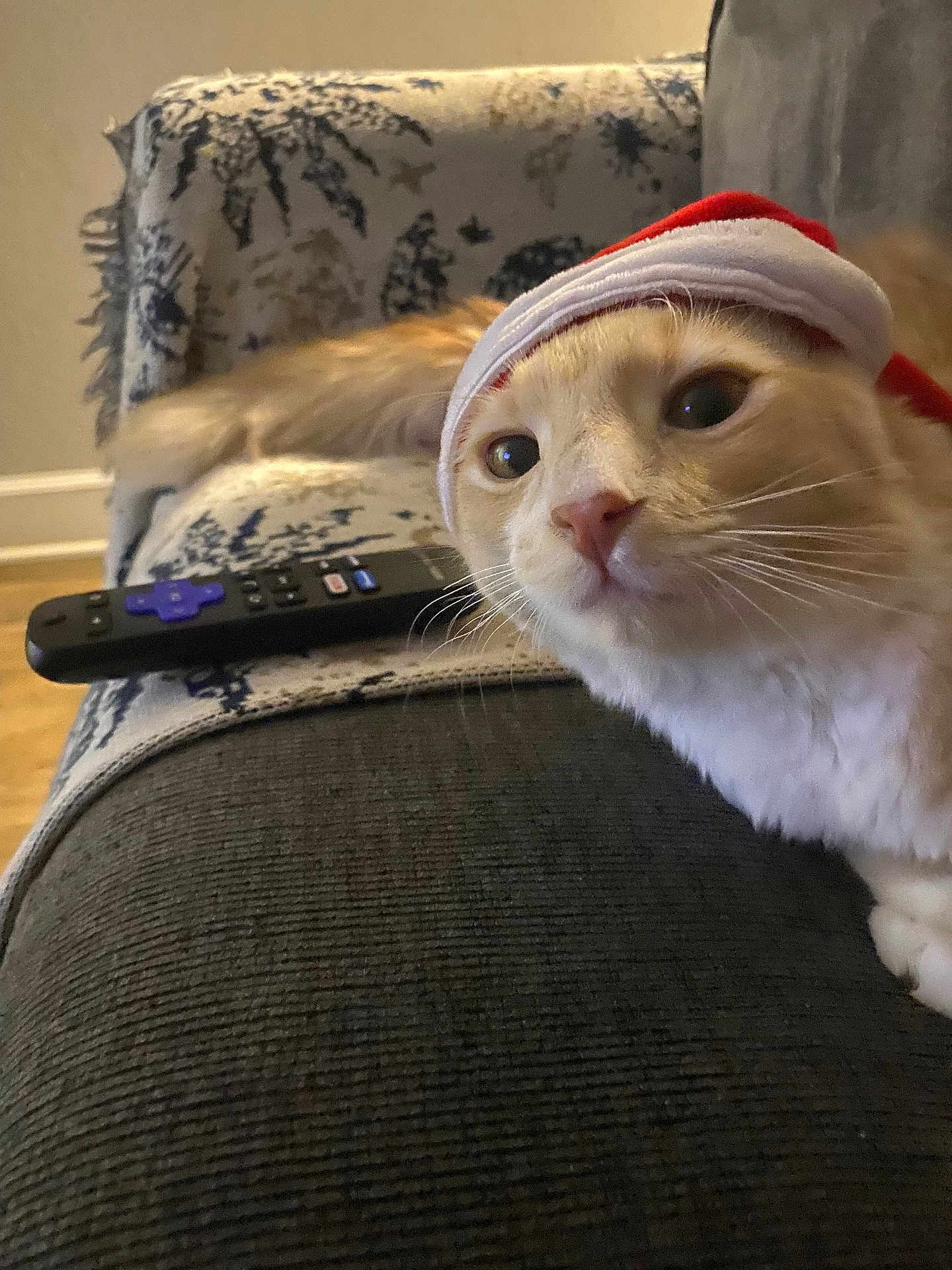 Peqeñio is registered to the contest to win money with this photo: cat, santa_hat, couch, remote_control, blanket, indoor, pet, feline, whiskers, closeup, orange_cat, domestic_cat, fur, curious, relaxed, household, living_room, holiday, cozy, face