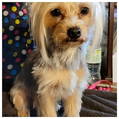 Willow joined the competition — help win amazing prizes! biewer_terrier, canidae, carnivore, companion_dog, dog, dog_breed, firefighter, fur, liver, maltepoo, non_sporting_group, puppy, rectangle, small_terrier, snout, sporting_group, terrier, toy_dog, working_animal, yorkipoo