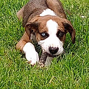 Vader is registered to the contest to win money with this photo: dog, puppy, grass, stick, chewing, blue_eye, brown_and_white, heterochromia, outdoor, pet, canine, paw, muzzle, ears, lying_down, close_up, adorable, playful, lawn, eye_contact