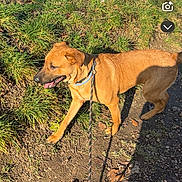 Tao participe au concours pour gagner de l'argent avec cette photo : dog, leash, grass, outdoor, path, sunlight, shadow, house, sky, nature, pet, canine, walking, daytime, animal, brown_dog, collar, happy, tongue_out, field