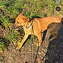 dog, leash, grass, outdoor, path, sunlight, shadow, house, sky, nature, pet, canine, walking, daytime, animal, brown_dog, collar, happy, tongue_out, field
