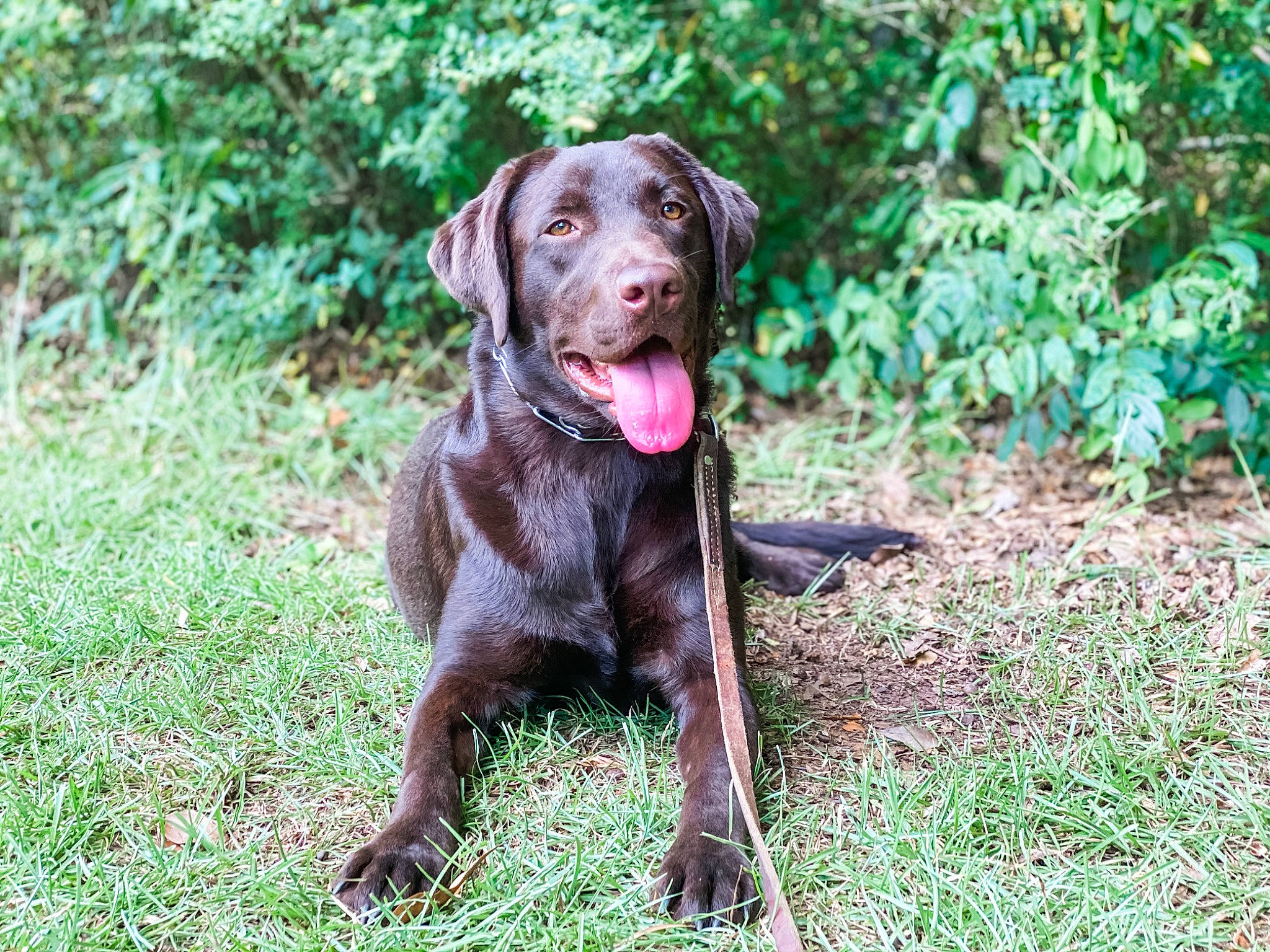 Dakota joined the competition — help win amazing prizes! canidae, carnivore, chesapeake_bay_retriever, dog, dog_breed, gun_dog, hunting_dog, labrador_retriever, liver, mammal, pointing_breed, retriever, sporting_group, vertebrate