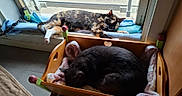 Whisky Et Zéphyr a rejoint le concours — aidez-le/la à gagner de superbes lots ! animal, bed, box, canine, cat, couch, crib, dog, drawer, furniture, hardwood, indoors, infantbed, kitten, manx, person, pet, sleeping, window, wood