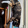 Whisky Et Zéphyr participe au concours pour gagner de l'argent avec cette photo : animal, bed, cabinet, cat, chair, closet, couch, crib, cupboard, drawer, furniture, indoors, infantbed, manx, person, pet, plywood, shelf, sleeping, wood