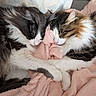 animal, blanket, cat, close_up, comfort, cozy, cute, domestic_animal, fluffy, fur, gray, indoors, pet, pink, resting, sleeping, snuggling, tabby, two_animals, white