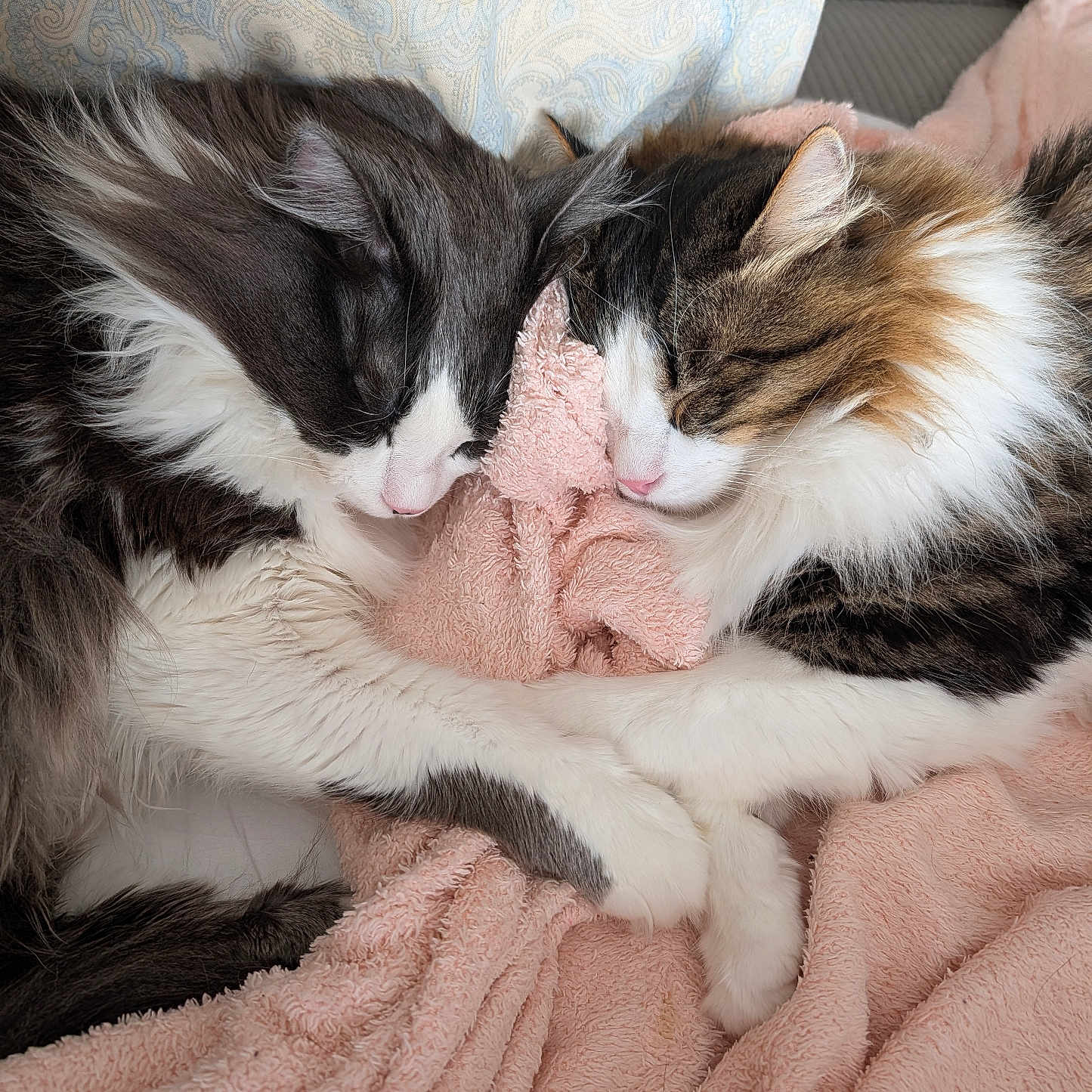 Whisky Et Zéphyr