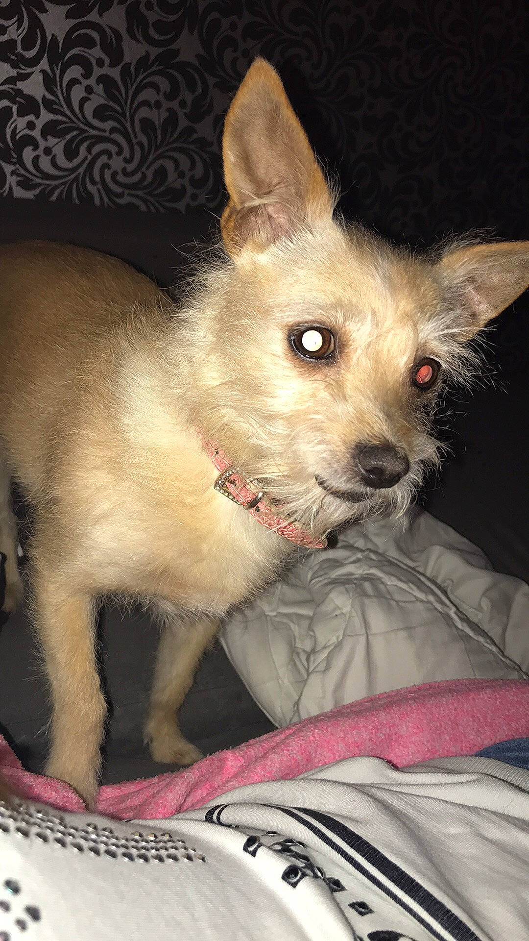 Canelle participe au concours pour gagner de l'argent avec cette photo : berger_picard, cairn_terrier, canidae, carnivore, dog, dog_breed, fawn, laekenois, mammal, norwich_terrier, person, portuguese_podengo, puppy, rare_breed_dog, snout, terrier, vertebrate