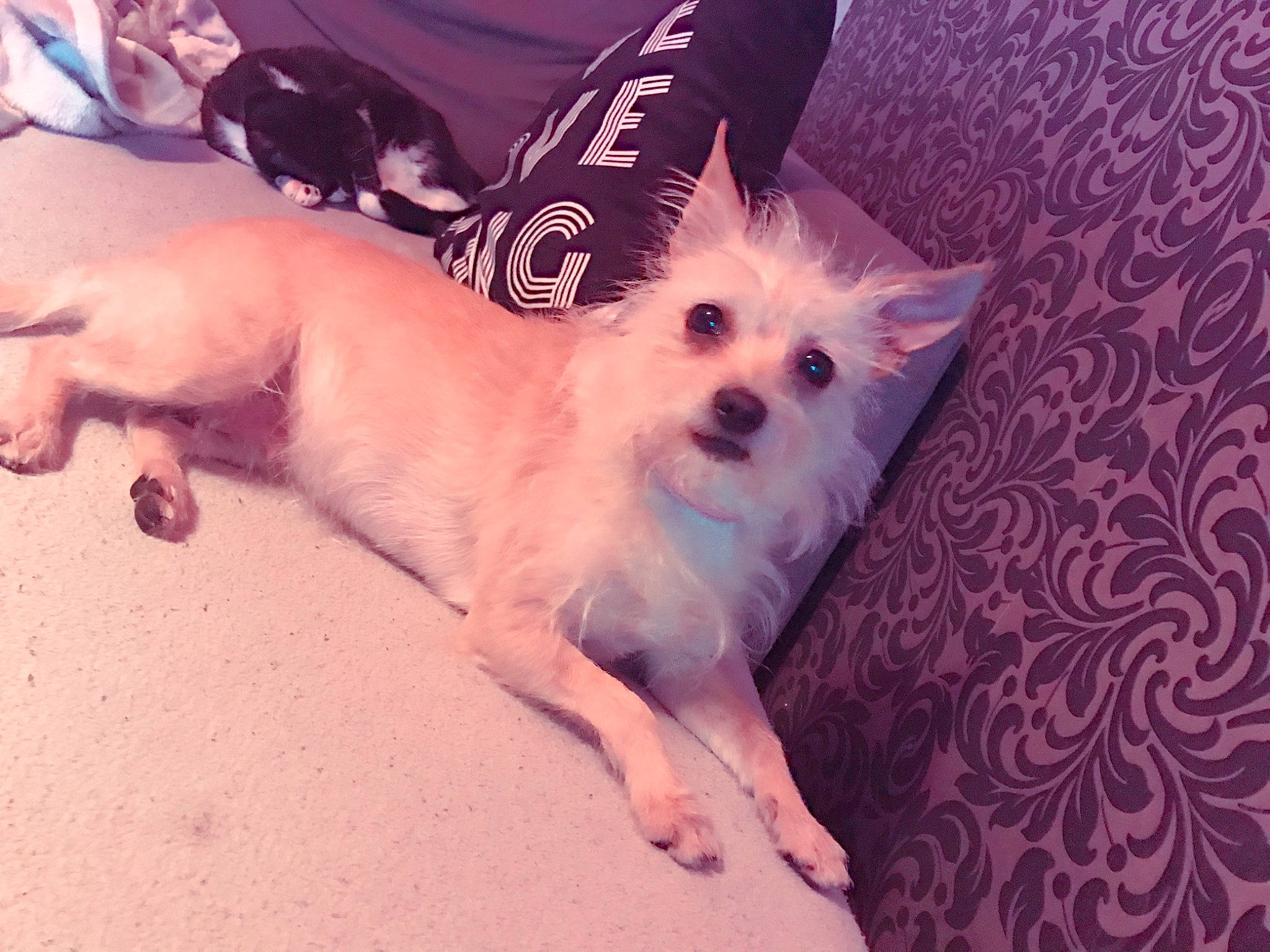 Canelle participe au concours pour gagner de l'argent avec cette photo : american_eskimo_dog, canidae, carnivore, companion_dog, dog, dog_breed, ear, head, mammal, non_sporting_group, person, pomeranian, puppy, puppy_love, sky, spitz, toy_dog, vertebrate, volpino_italiano, west_highland_white_terrier