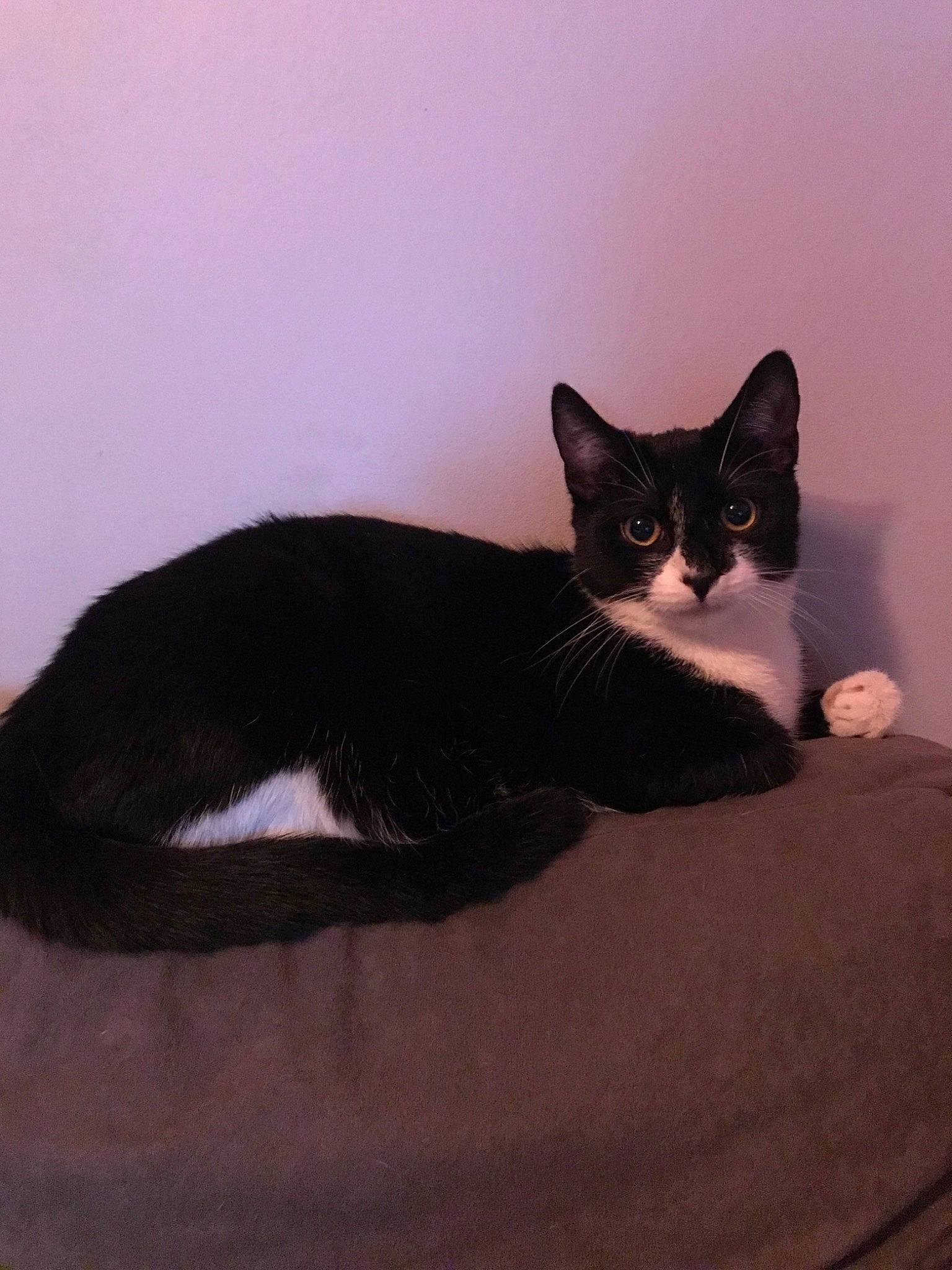 Beauty participe au concours pour gagner de l'argent avec cette photo : bed, black, black_cat, carnivore, cat, domestic_short_haired_cat, european_shorthair, felidae, fur, kitten, small_to_medium_sized_cats, tail, whiskers