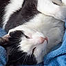 cat, black_and_white, sleeping, cozy, blanket, pet, fur, whiskers, relaxed, indoor, cute, animal, soft, resting, comfort, closeup, feline, nap, domestic_cat, blue