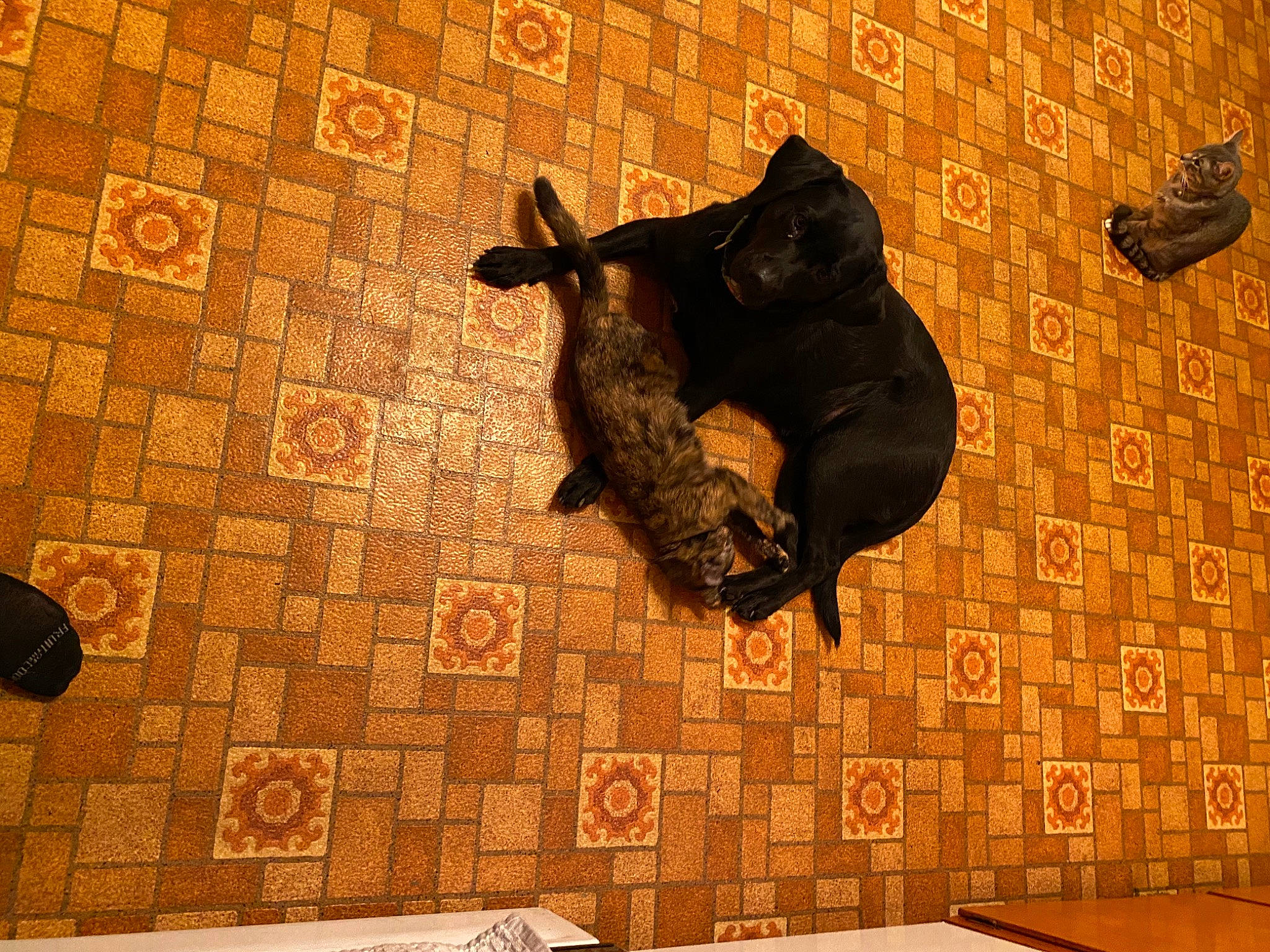 Bentley May is registered to the contest to win money with this photo: black_cat, carnivore, cat, felidae, floor, flooring, room, small_to_medium_sized_cats, snout, tail, tile, wall, wallpaper