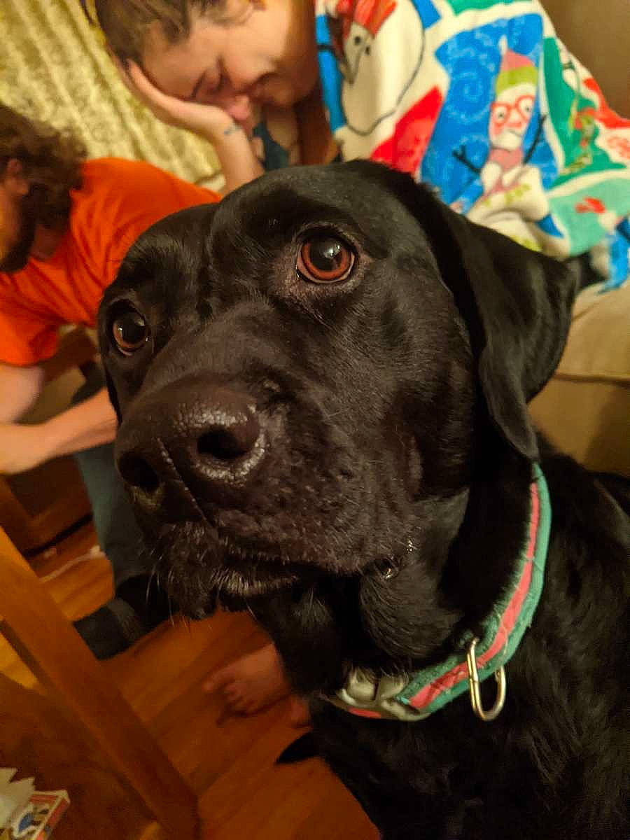 Bentley May is registered to the contest to win money with this photo: bandog, beagador, cane_corso, canidae, carnivore, dog, dog_breed, fawn, labrador_retriever, mammal, patterdale_terrier, rare_breed_dog, snout, sporting_group, vertebrate