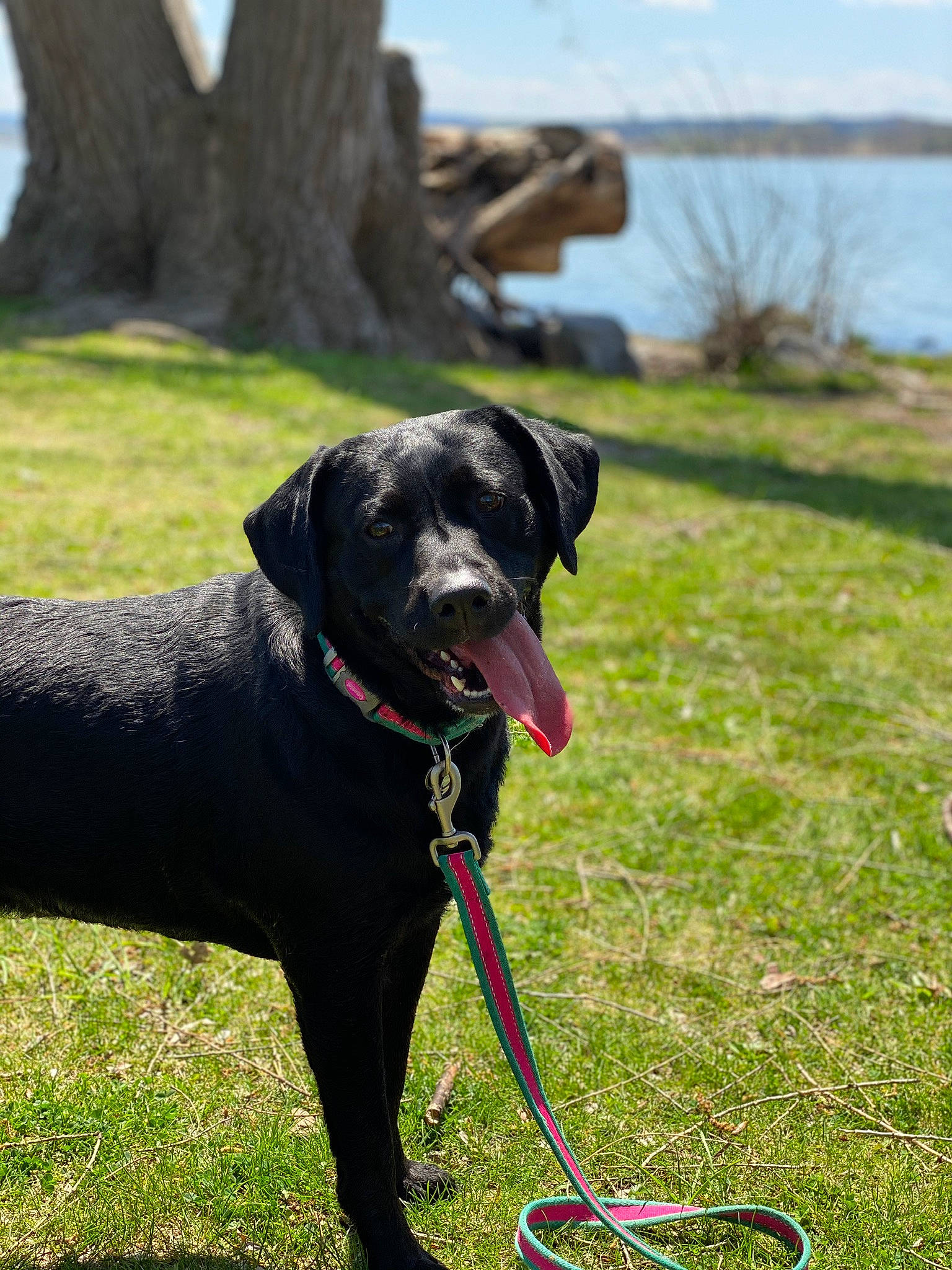 Bentley May joined the competition — help win amazing prizes! black, canidae, carnivore, dog, dog_breed, dog_collar, grass, hunting_dog, labrador_retriever, leash, mammal, obedience_training, plant, pointer, pointing_breed, rare_breed_dog, retriever, snout, sporting_group, vertebrate