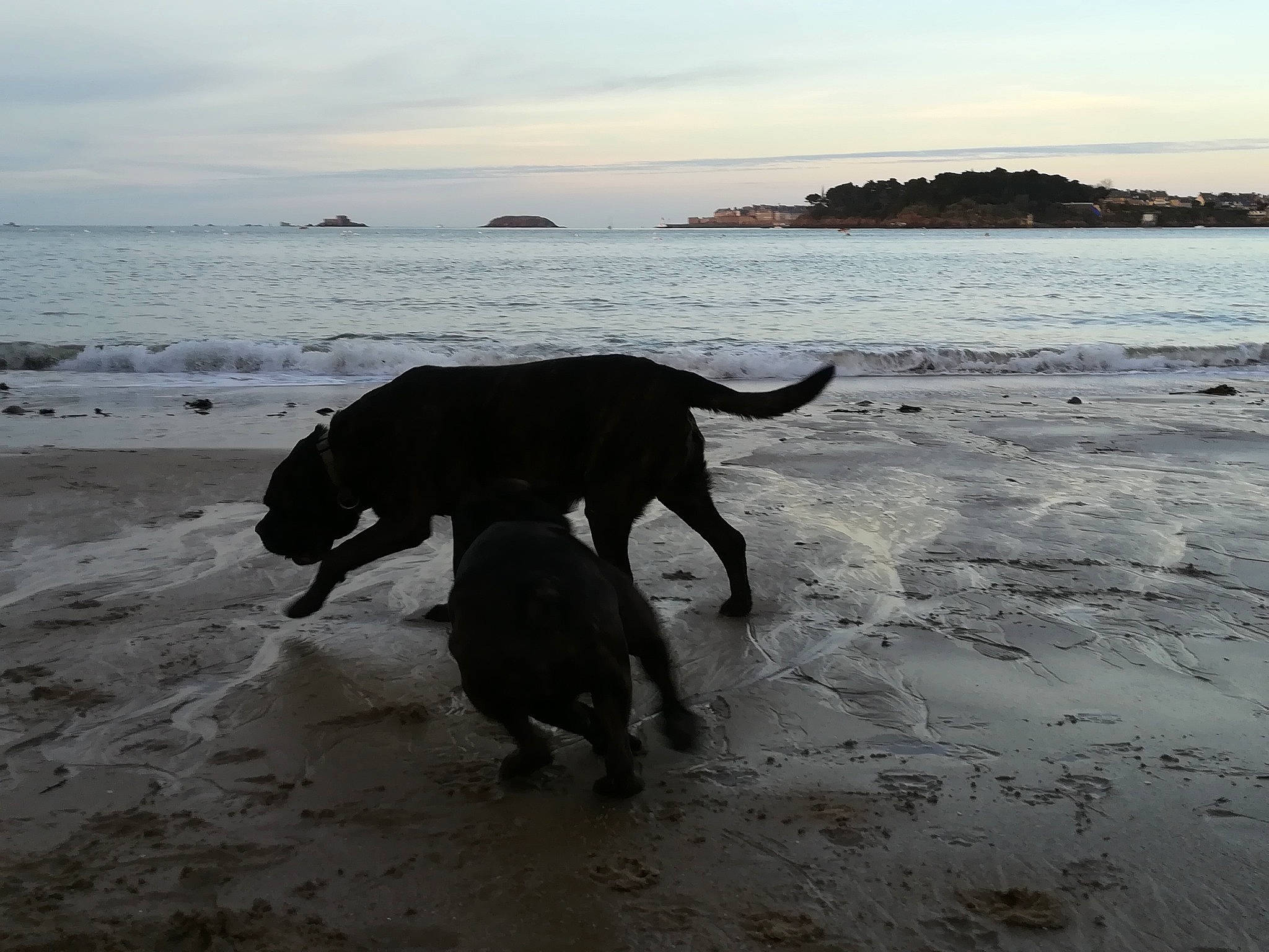 Glamour participe au concours pour gagner de l'argent avec cette photo : beach, canidae, carnivore, coast, coastal_and_oceanic_landforms, dog, dog_breed, dog_walking, great_dane, guard_dog, ocean, sand, sea, shore, sporting_group, water