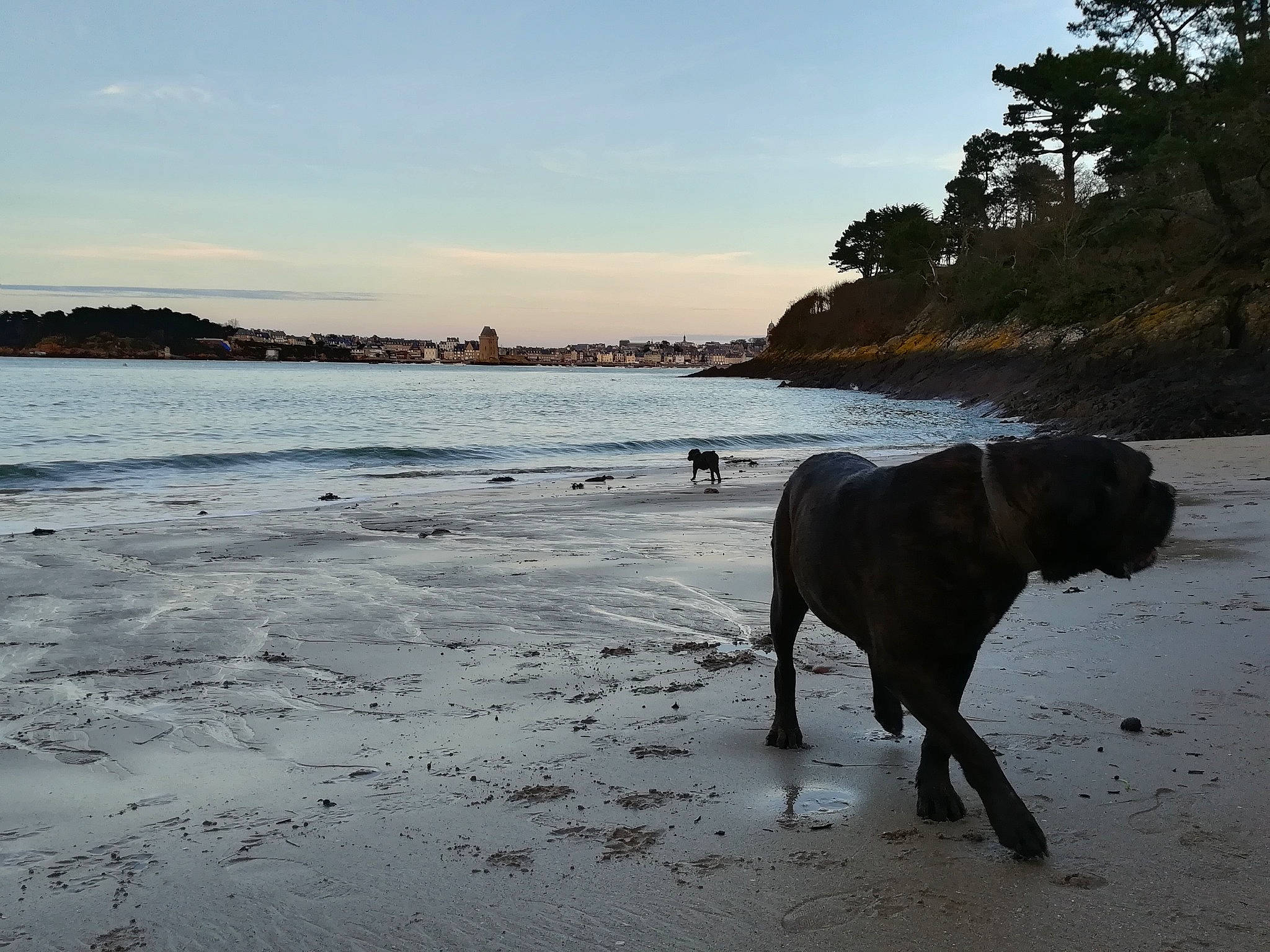Glamour participe au concours pour gagner de l'argent avec cette photo : beach, canidae, carnivore, cloud, coast, dog, dog_breed, dog_walking, evening, fawn, guard_dog, morning, ocean, sea, shore, sky, sporting_group, tree, vacation, water