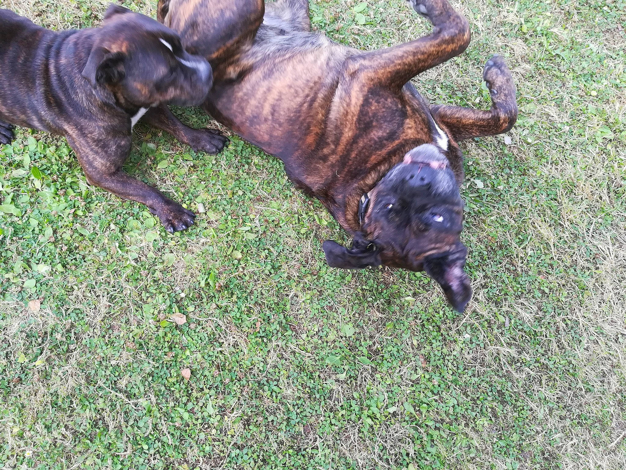 Glamour a rejoint le concours — aidez-le/la à gagner de superbes lots ! alano_espanol, alaunt, boerboel, boxer, canidae, carnivore, cimarron_uruguayo, companion_dog, dog, dog_breed, dogo_sardesco, dutch_shepherd_dog, fawn, fila_brasileiro, mammal, mountain_cur, perro_de_presa_canario, perro_de_presa_mallorquin, treeing_tennessee_brindle, vertebrate