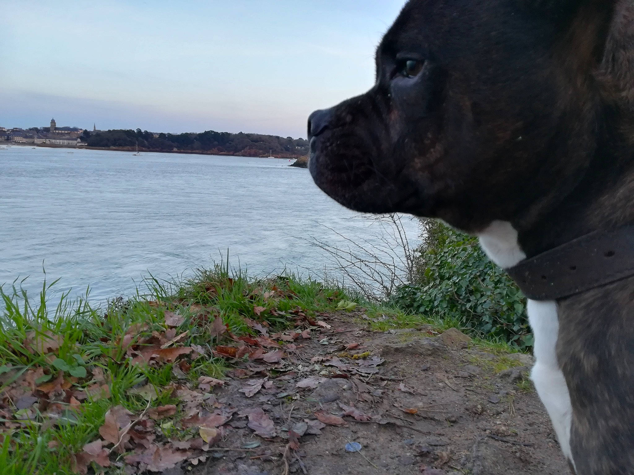 Warhol participe au concours pour gagner de l'argent avec cette photo : american_bulldog, american_pit_bull_terrier, american_staffordshire_terrier, cane_corso, canidae, carnivore, companion_dog, dog, dog_breed, fawn, guard_dog, molosser, non_sporting_group, perro_de_presa_canario, pit_bull, snout, sporting_group, staffordshire_bull_terrier, water