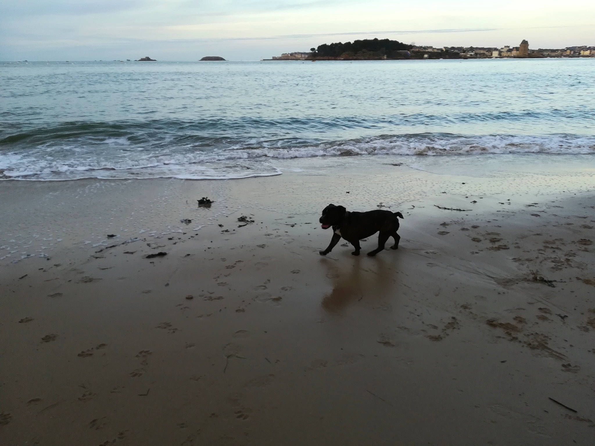 Warhol participe au concours pour gagner de l'argent avec cette photo : beach, calm, canidae, cloud, coast, dog, dog_breed, dog_walking, evening, horizon, natural_environment, ocean, sand, sea, shore, sky, sporting_group, summer, vacation, wave