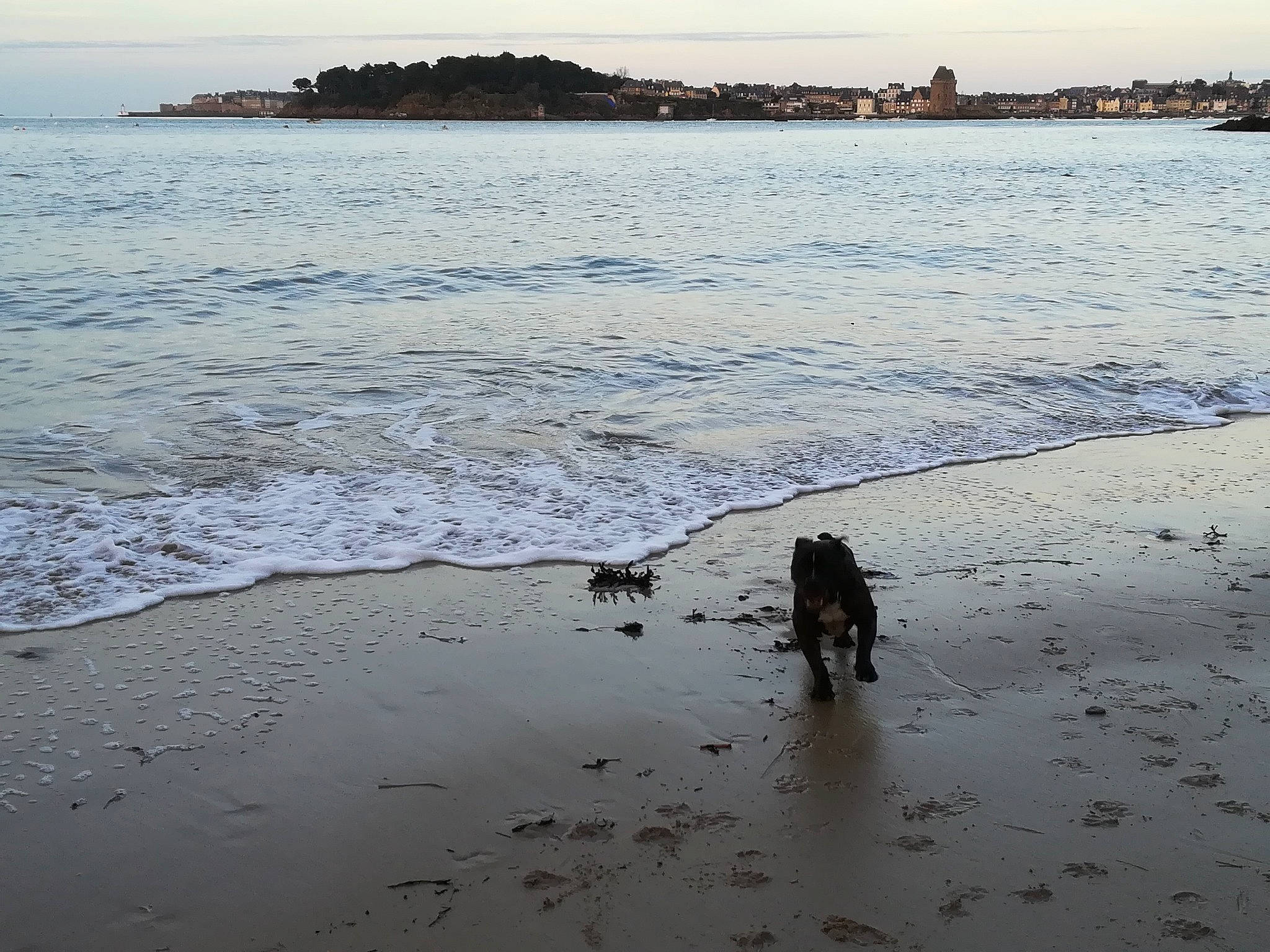 Warhol participe au concours pour gagner de l'argent avec cette photo : beach, body_of_water, canidae, cloud, coast, coastal_and_oceanic_landforms, dog_walking, evening, human, morning, mudflat, ocean, reflection, sand, sea, shore, sky, tide, water, wave