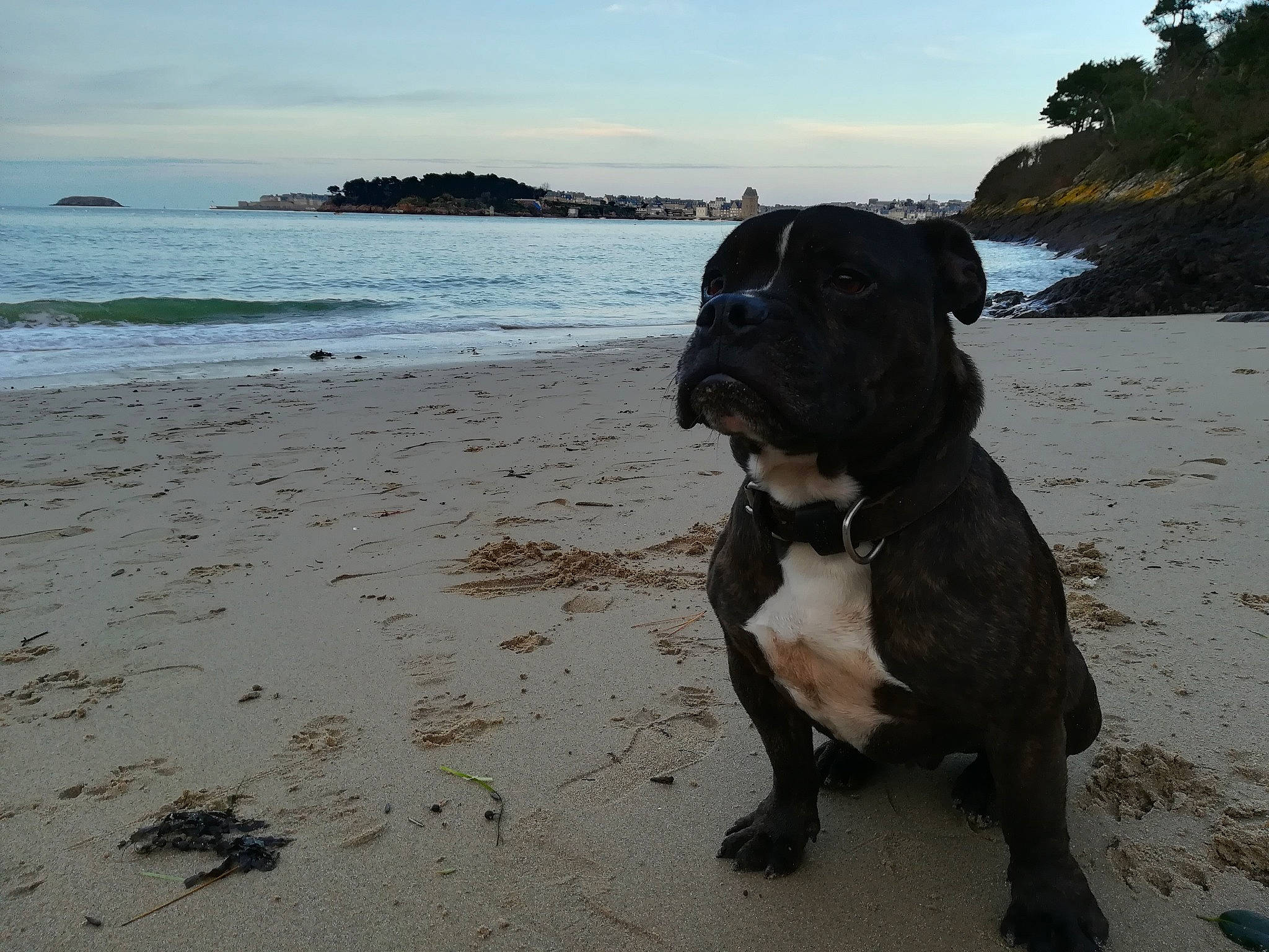 Warhol a rejoint le concours — aidez-le/la à gagner de superbes lots ! american_pit_bull_terrier, american_staffordshire_terrier, beach, cane_corso, canidae, carnivore, cloud, dog, dog_breed, dog_walking, fawn, molosser, non_sporting_group, ocean, olde_english_bulldogge, perro_de_presa_canario, sea, sky, sporting_group, staffordshire_bull_terrier