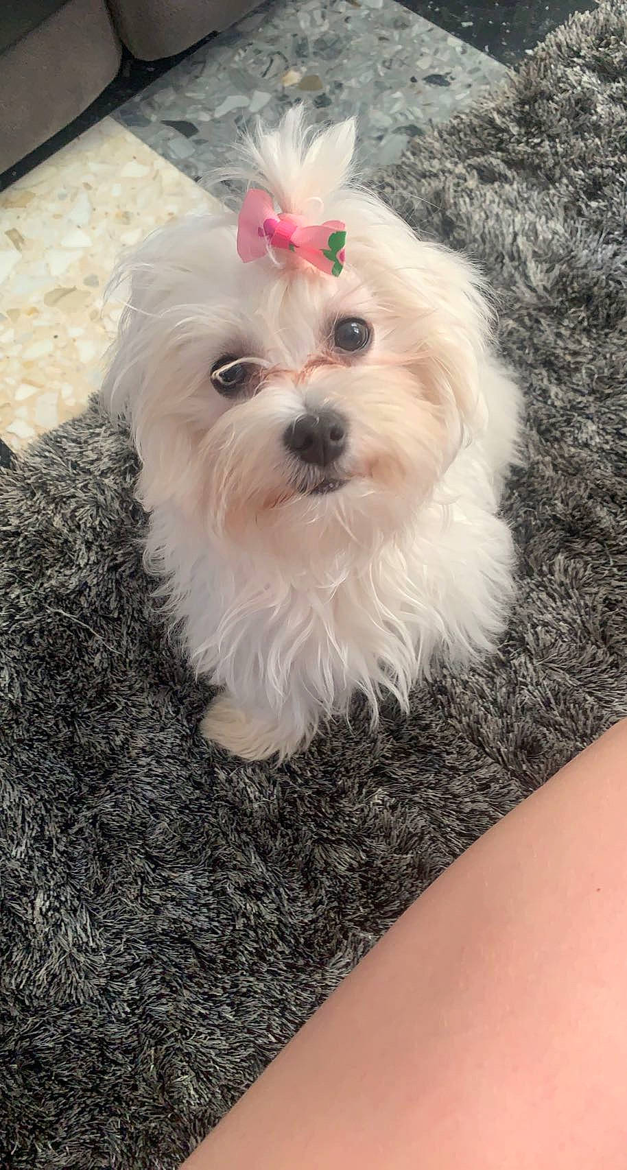 Topaze a rejoint le concours — aidez-le/la à gagner de superbes lots ! canidae, carnivore, collar, companion_dog, dog, dog_breed, dog_collar, dog_supply, fur, mal_shi, maltepoo, non_sporting_group, plant, small_terrier, snout, soil, sporting_group, terrier, toy_dog, working_animal