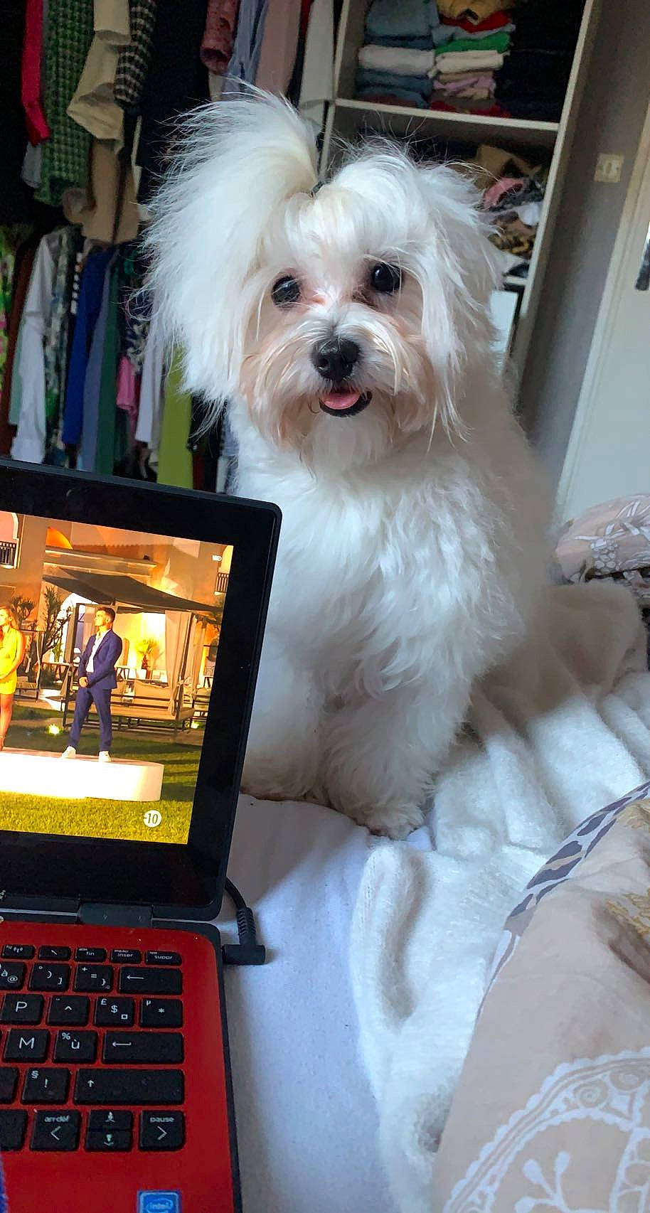 Topaze a rejoint le concours — aidez-le/la à gagner de superbes lots ! carnivore, companion_dog, computer, computer_hardware, computer_keyboard, display_device, dog, dog_breed, flat_panel_display, gadget, input_device, laptop, netbook, office_equipment, output_device, peripheral, personal_computer, space_bar, touchpad, working_animal